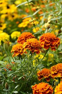 Close-up of marigold blooming outdoors