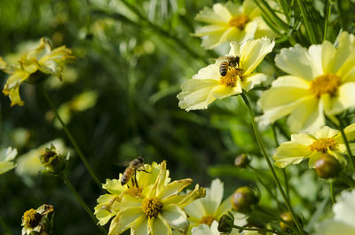 Close-up of bee on yellow flowers