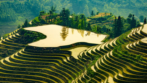 Scenic view of rice field by river