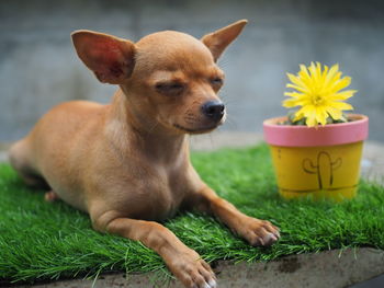 Close-up of a dog looking at camera