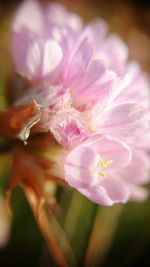 Close-up of pink flowers