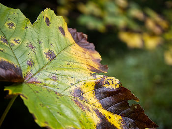 Close-up of maple leaves on plant