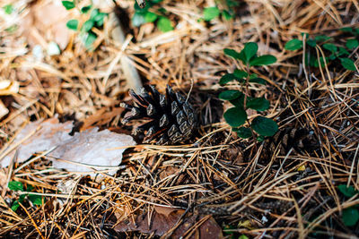 High angle view of pine cone on field