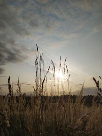 Close-up of stalks in field against sky