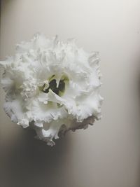 Close-up of flowers over white background