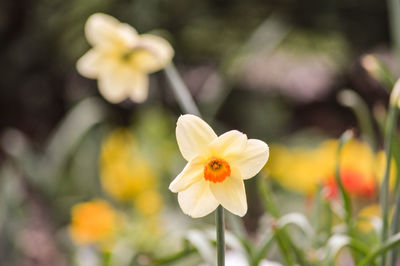 Close-up of yellow daffodil flowers