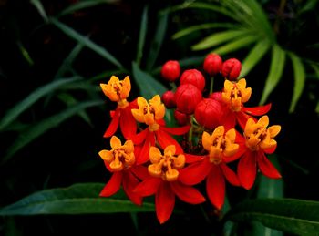 Close-up of flower