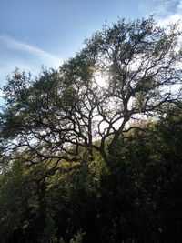 Low angle view of trees against sky