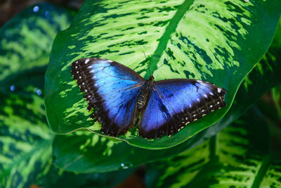 Close-up of butterfly on leaf