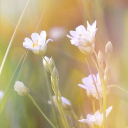 Close-up of pink flowers blooming outdoors