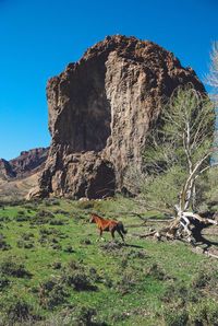 Side view of horse walking on grassy field during sunny day