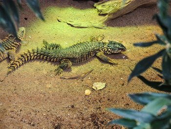 High angle view of crocodile in park