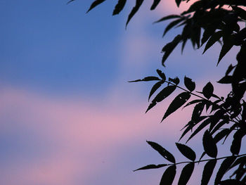 Low angle view of tree against sky