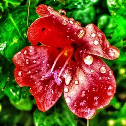 Close-up of water drops on pink flower