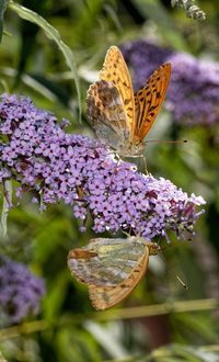 Close-up of butterfly pollinating on purple flower