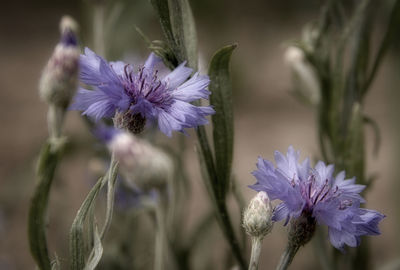 Close-up of purple flowering plant