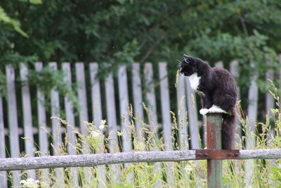 Cat sitting on fence