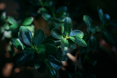 Close-up of plant growing outdoors