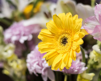 Close-up of yellow flowers blooming outdoors