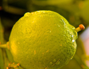 Close-up of lemon