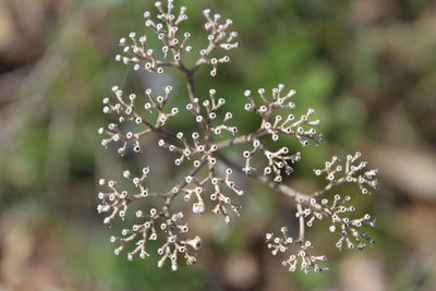 Close-up of snow on plant