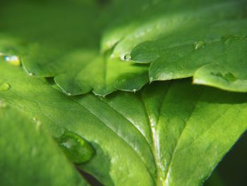 Close-up of raindrops on leaves