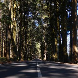 Road amidst trees in forest