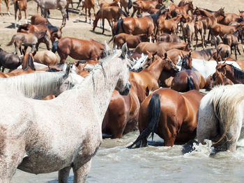 Horses standing in lake