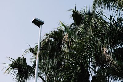 Low angle view of palm tree against sky