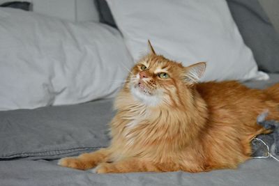 Cat sitting on bed at home