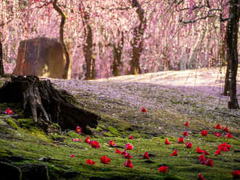 View of cherry blossom trees in park