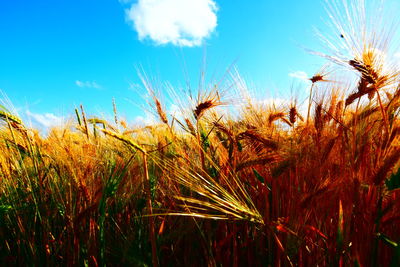 High angle view of stalks in field against sky