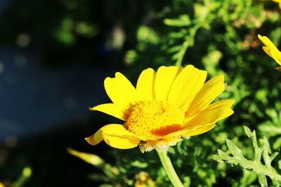 Close-up of yellow flower blooming outdoors