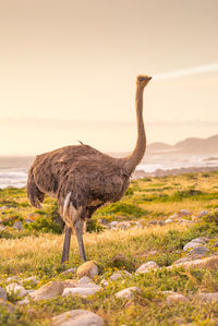 Ostrich walk for living on field at cape of good hope beach , south africa