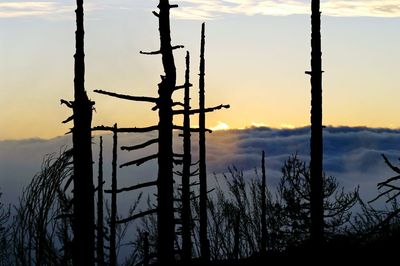 Close-up of silhouette tree against cloudy sky