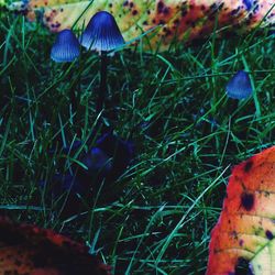 Close-up of grass growing on field