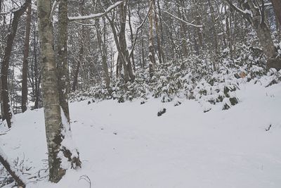 Close-up of tree against sky during winter