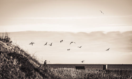 Birds flying in the sky