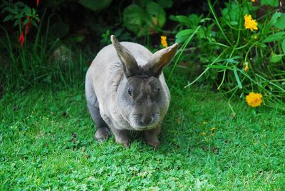 Close-up of rabbit on field