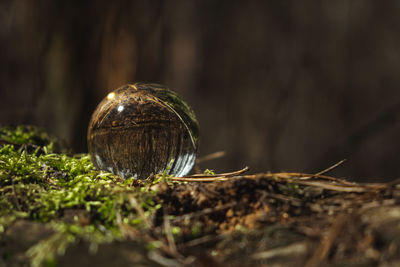 Environment concept, a crystal ball lies on a moss in the forest, reflection of the forest. 