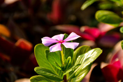 Close-up of pink flowering plant