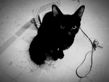 Portrait of black cat on floor at home