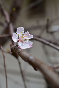 Close-up of cherry blossoms in spring