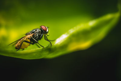 Close-up of fly on leaf