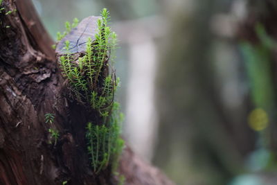 Close-up of moss growing on tree trunk