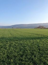 Scenic view of field against clear sky