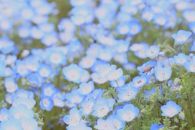 Close-up of flowers against sky