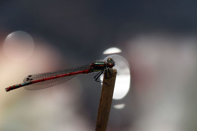 Close-up of damselfly on leaf