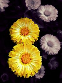 Close-up of yellow flower