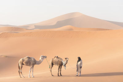 View of sand dunes in desert against sky